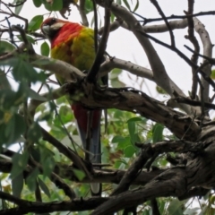 Platycercus eximius (Eastern Rosella) at Macarthur, ACT - 9 Jan 2018 by RodDeb