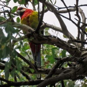 Platycercus eximius at Macarthur, ACT - 9 Jan 2018