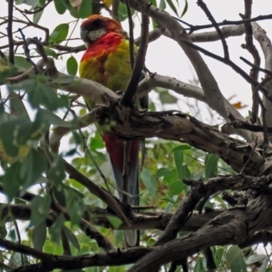 Platycercus eximius at Macarthur, ACT - 9 Jan 2018