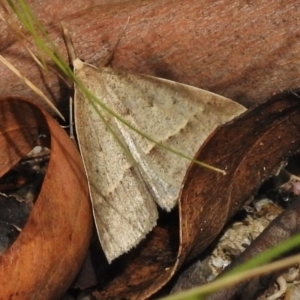 Epidesmia hypenaria at Tennent, ACT - 9 Jan 2018