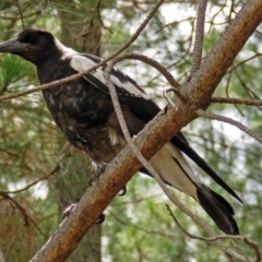 Gymnorhina tibicen (Australian Magpie) at Fadden, ACT - 9 Jan 2018 by RodDeb