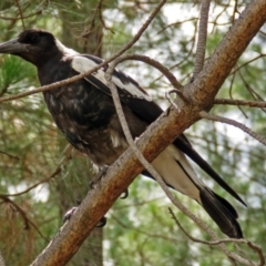 Gymnorhina tibicen (Australian Magpie) at Fadden, ACT - 8 Jan 2018 by RodDeb