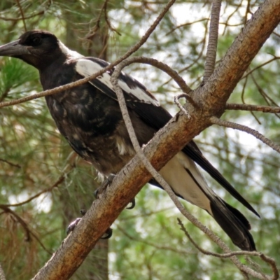 Gymnorhina tibicen (Australian Magpie) at Fadden, ACT - 9 Jan 2018 by RodDeb
