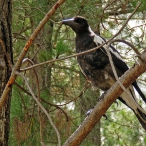 Gymnorhina tibicen at Fadden, ACT - 9 Jan 2018 10:37 AM