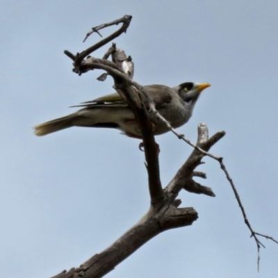 Manorina melanocephala (Noisy Miner) at Macarthur, ACT - 9 Jan 2018 by RodDeb