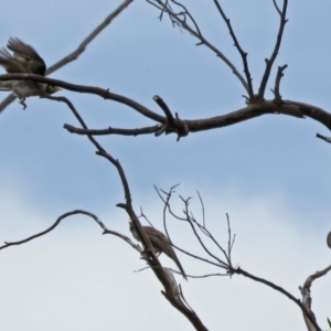 Manorina melanocephala at Macarthur, ACT - 9 Jan 2018