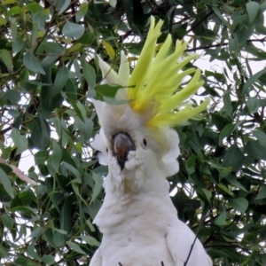 Cacatua galerita at Macarthur, ACT - 9 Jan 2018