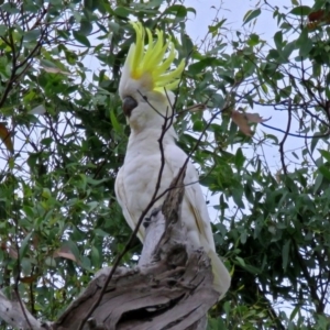 Cacatua galerita at Macarthur, ACT - 9 Jan 2018 11:11 AM