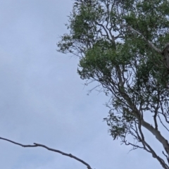 Cacatua galerita at Macarthur, ACT - 9 Jan 2018