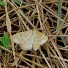 Scopula rubraria (Reddish Wave, Plantain Moth) at Macarthur, ACT - 9 Jan 2018 by RodDeb