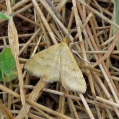 Scopula rubraria at Macarthur, ACT - 9 Jan 2018