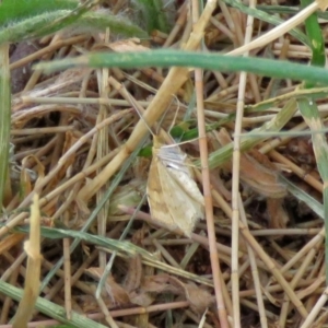 Scopula rubraria at Macarthur, ACT - 9 Jan 2018