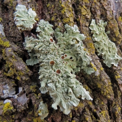 Parmeliaceae (family) (A lichen family) at Macarthur, ACT - 9 Jan 2018 by RodDeb