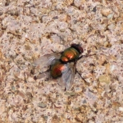 Lucilia cuprina (Australian sheep blowfly) at Macarthur, ACT - 8 Jan 2018 by RodDeb