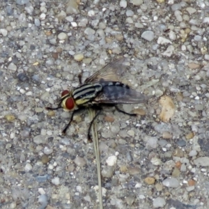 Sarcophagidae sp. (family) at Macarthur, ACT - 9 Jan 2018