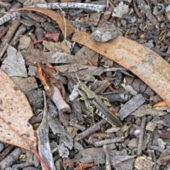 Phaulacridium vittatum at Macarthur, ACT - 9 Jan 2018