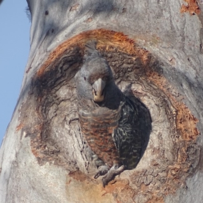 Callocephalon fimbriatum (Gang-gang Cockatoo) at Deakin, ACT - 28 Dec 2017 by roymcd