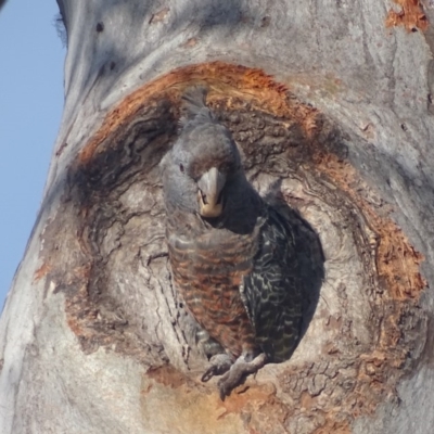 Callocephalon fimbriatum (Gang-gang Cockatoo) at Deakin, ACT - 27 Dec 2017 by roymcd