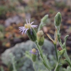 Vittadinia gracilis (New Holland Daisy) at Rob Roy Range - 16 Dec 2017 by MichaelBedingfield