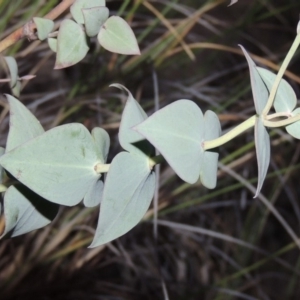 Veronica perfoliata at Conder, ACT - 16 Dec 2017