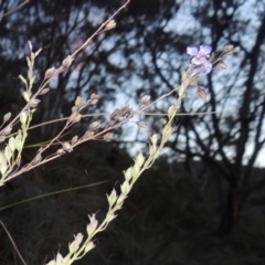 Veronica perfoliata at Conder, ACT - 16 Dec 2017