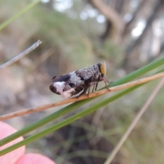 Platybrachys sp. (genus) (A gum hopper) at Conder, ACT - 16 Dec 2017 by michaelb