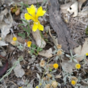 Goodenia pinnatifida at Hume, ACT - 9 Jan 2018