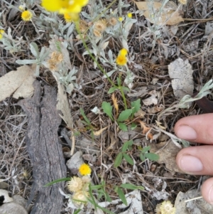 Goodenia pinnatifida at Hume, ACT - 9 Jan 2018