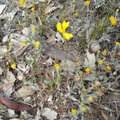 Goodenia pinnatifida at Hume, ACT - 9 Jan 2018