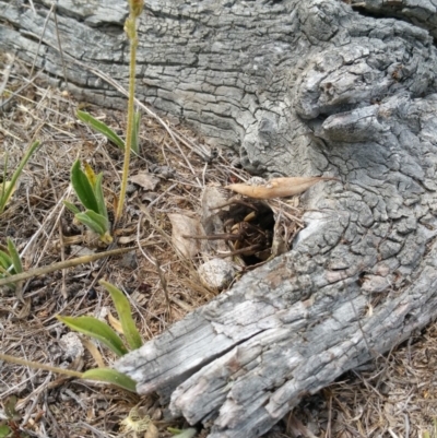 Tasmanicosa godeffroyi (Garden Wolf Spider) at Hume, ACT - 9 Jan 2018 by nathkay