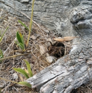 Tasmanicosa godeffroyi at Hume, ACT - 9 Jan 2018