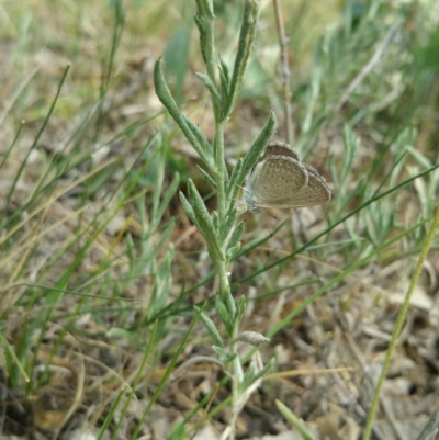 Zizina otis (Common Grass-Blue) at Hume, ACT - 8 Jan 2018 by nath_kay