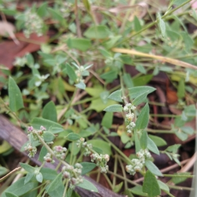 Einadia nutans (Climbing Saltbush) at Hume, ACT - 9 Jan 2018 by nathkay