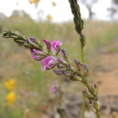 Cullen microcephalum (Dusky Scurf-pea) at Michelago, NSW - 26 Dec 2017 by michaelb