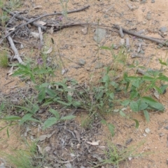 Cullen microcephalum at Michelago, NSW - 26 Dec 2017 12:46 PM