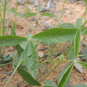 Cullen microcephalum at Michelago, NSW - 26 Dec 2017 12:46 PM