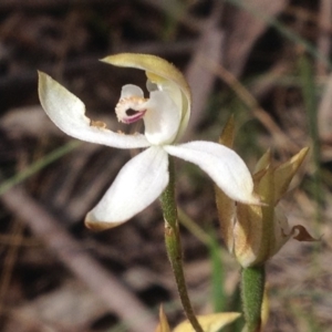 Caladenia moschata at Cotter River, ACT - suppressed