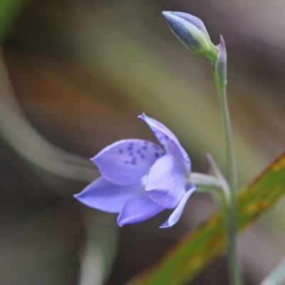 Thelymitra simulata (Graceful Sun-orchid) at Cotter River, ACT - 24 Dec 2017 by PeterR