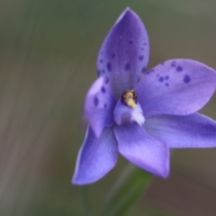 Thelymitra simulata at Cotter River, ACT - 24 Dec 2017