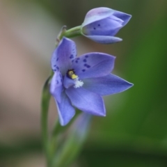 Thelymitra simulata at Cotter River, ACT - 24 Dec 2017