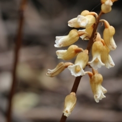 Gastrodia entomogama (Brindabella potato orchid) at Cotter River, ACT - 24 Dec 2017 by PeterR