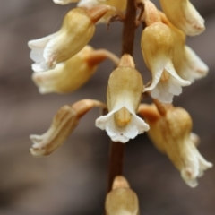 Gastrodia entomogama at Cotter River, ACT - 24 Dec 2017