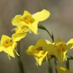 Diuris monticola (Highland Golden Moths) at Cotter River, ACT - 24 Dec 2017 by PeterR