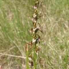 Prasophyllum tadgellianum at Cotter River, ACT - 11 Jan 2018