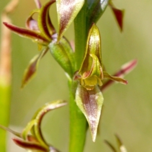 Prasophyllum tadgellianum at Cotter River, ACT - 11 Jan 2018