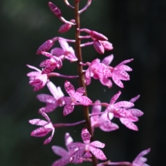 Dipodium punctatum (Blotched Hyacinth Orchid) at Paddys River, ACT - 6 Jan 2018 by PeterR