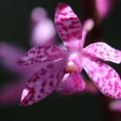 Dipodium punctatum at Paddys River, ACT - 7 Jan 2018