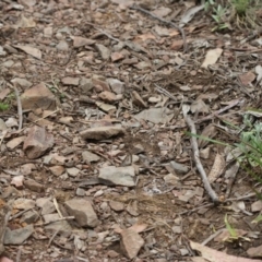 Geitoneura klugii (Marbled Xenica) at Cotter River, ACT - 24 Dec 2017 by PeterR