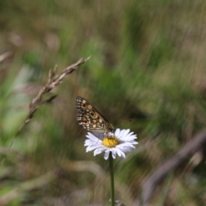 Oreixenica orichora at Cotter River, ACT - 24 Dec 2017