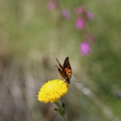 Oreixenica orichora at Cotter River, ACT - 24 Dec 2017